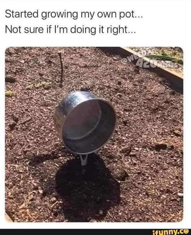 Started growing my own pot Not sure if Im doing it right