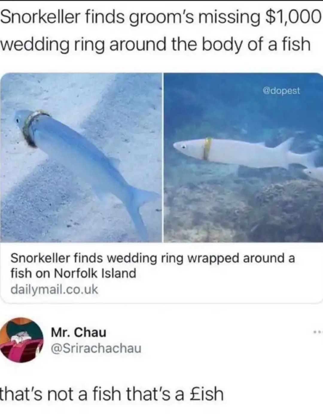 Snorkeller finds grooms missing 1000 wedding ring around the body of a fish dopest DM S Snorkeller finds wedding ring wrapped around a fish on Norfolk Island dailymailcouk Mr Chau Srirachachau thats not a fish thats a ish