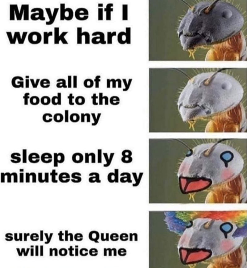 Maybe if work hard Give all of my food to the colony sleep only 8 minutes a day surely the Queen will notice me