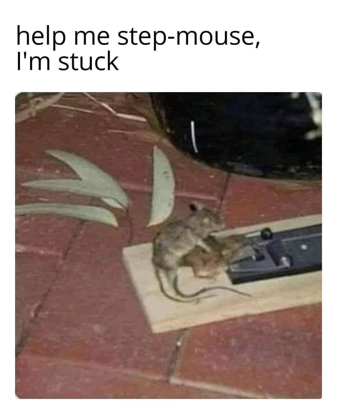 help me step mouse Im stuck