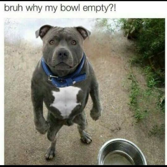 bruh why my bowl empty