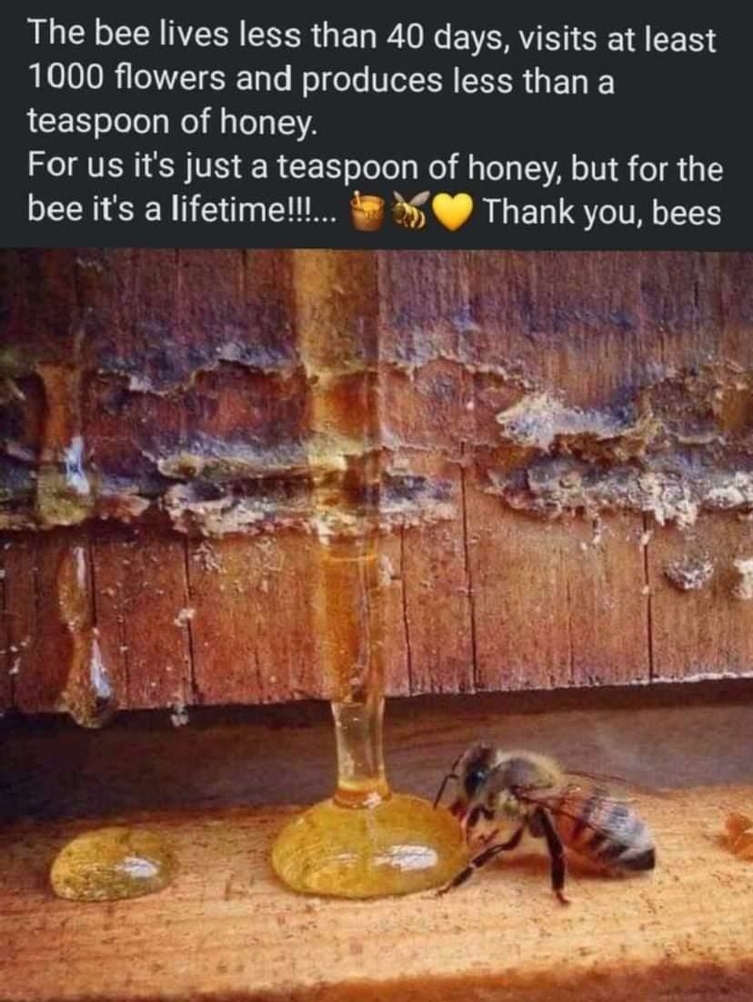 The bee lives less than 40 days visits at least LLOLOOR T o T Mol dols NeC N LR U E U teaspoon of honey For us its just a teaspoon of honey but for the