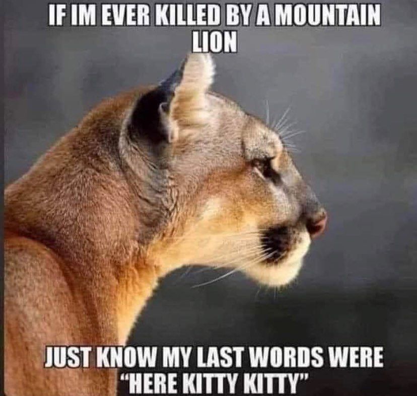 IFIM EVER KILLEDBY AMOUNTAIN i lIIST KNOW MY LAST WORDS WERE CHERE KITTY KITTY