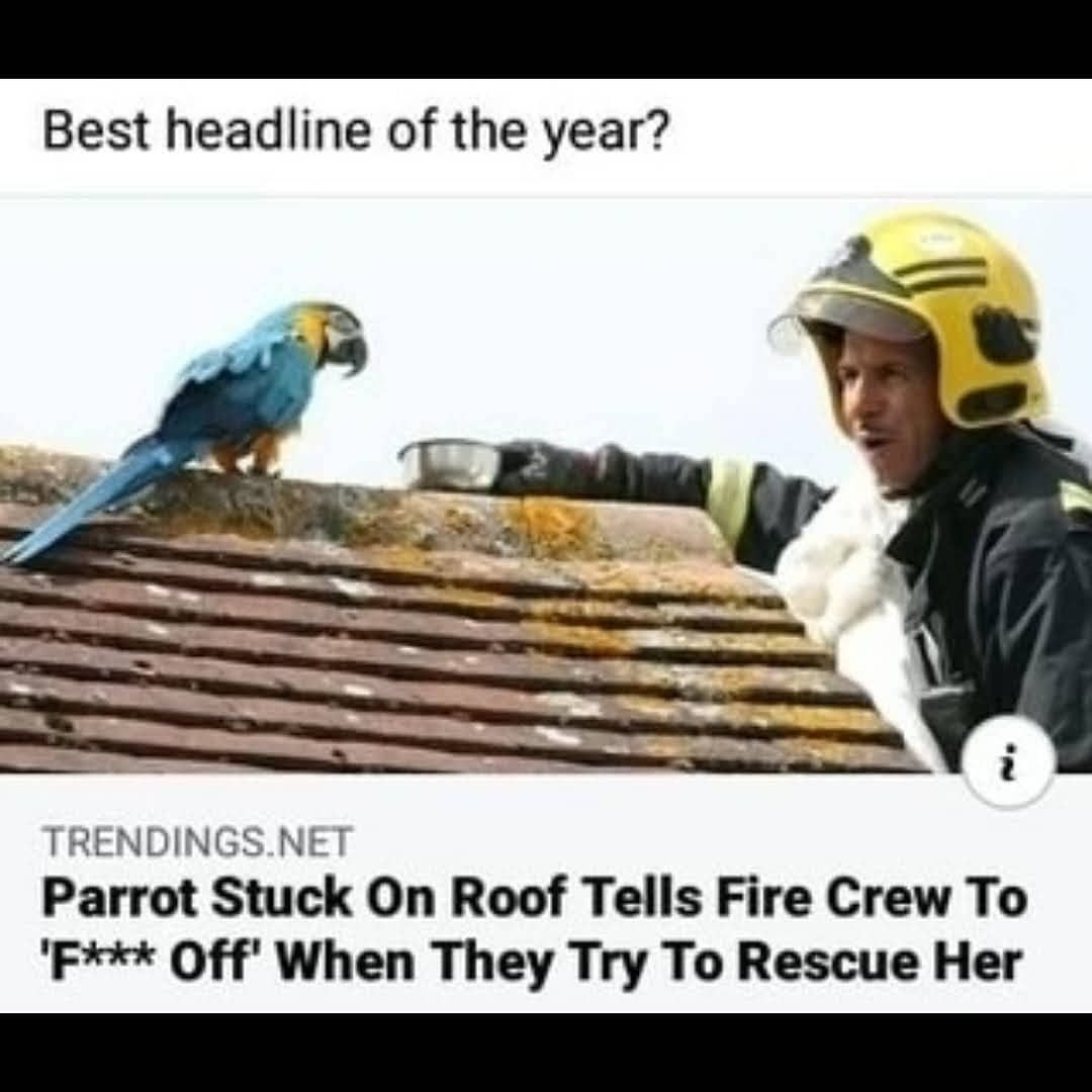 Best headline of the year TRENDINGSNET Parrot Stuck On Roof Tells Fire Crew To F Off When They Try To Rescue Her