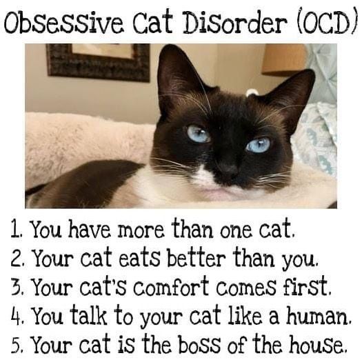 Obsessive Cat Disorder 0CD sl L 1 You have more than one cat 2 Your cat eats better than you 3 Your cats comfort comes first L You talk to your cat like a human 5 Your cat iS the boss of the house A