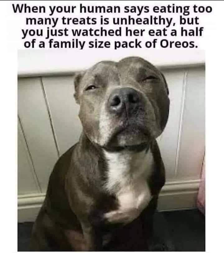 When your human says eating too many treats is unhealthy but you just watched her eat a half of a family size pack of Oreos