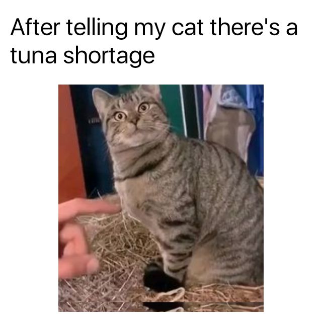 After telling my cat theres a tuna shortage