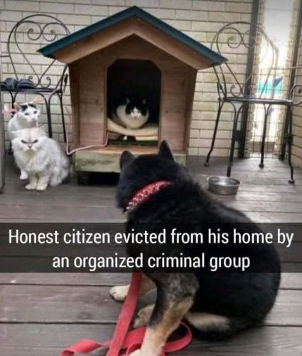 Honest citizen evicted from his home by an organized criminal group