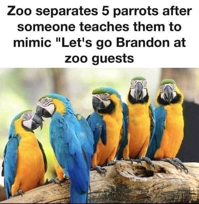 Zoo separates 5 parrots after someone teaches them to mimic Lets go Brandon at zoo guests Fer