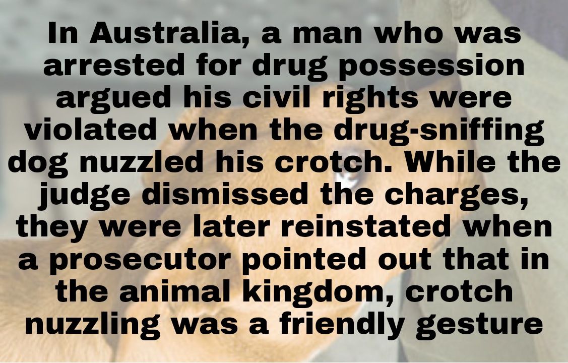 In Australia a man who was arrested for drug possession argued his civil rights were violated when the drug sniffing dog nuzzled his crotch While the judge dismissed the charges they were later reinstated when a prosecutor pointed out that in the animal kingdom crotch nuzzling was a friendly gesture