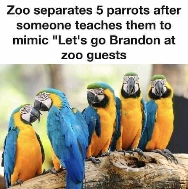 Zoo separates 5 parrots after someone teaches them to mimic Lets go Brandon at zoo guests