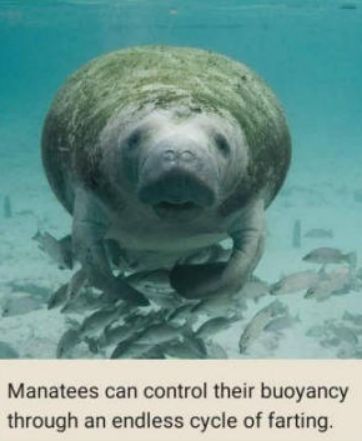 Manatees can control their buoyancy through an endless cycle of farting