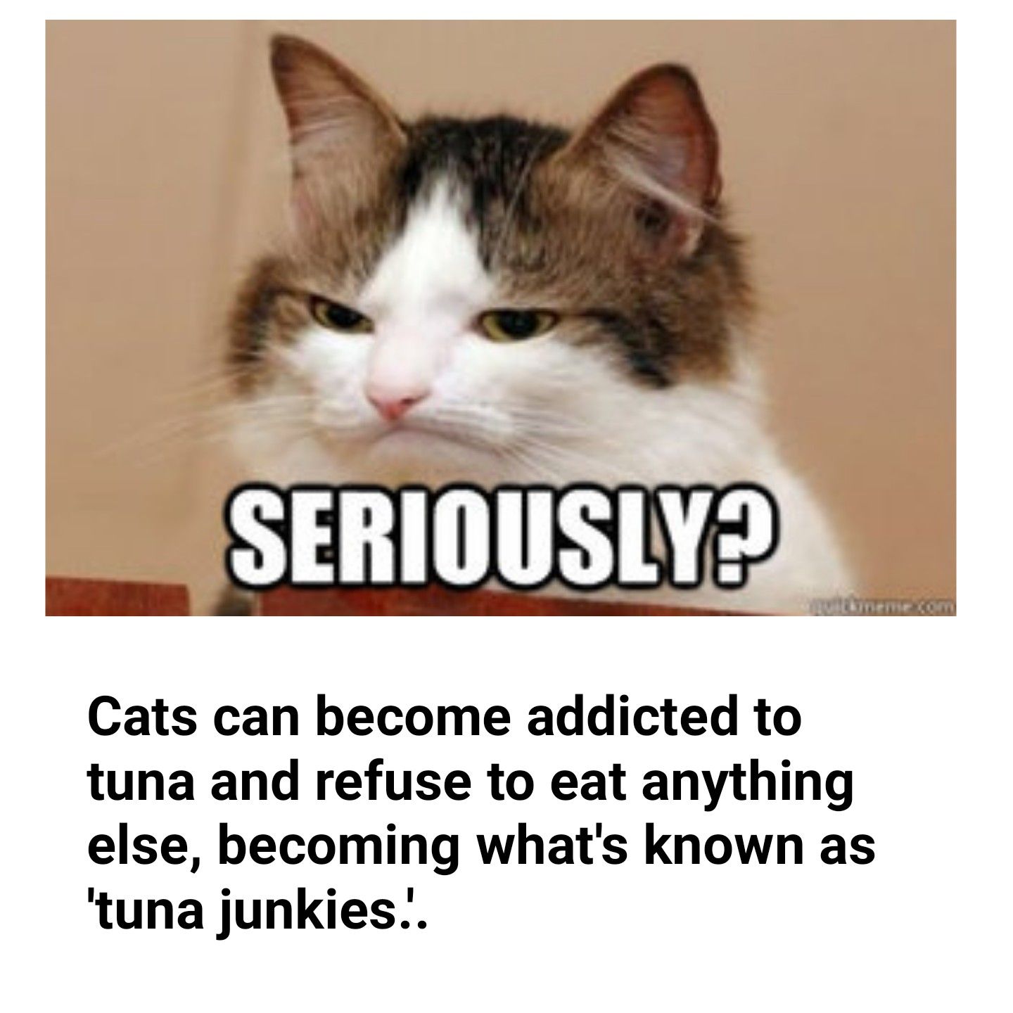 b L SERIOUSLY2R Cats can become addicted to tuna and refuse to eat anything else becoming whats known as tuna junkies