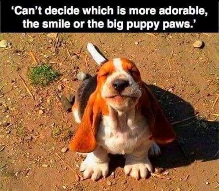 Cant decide which is more adorable the smile or _ther p_lg puppy pawsf_ P