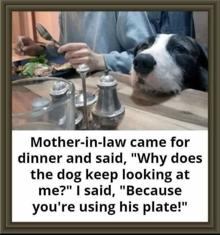 Mother in law came for dinner and said Why does the dog keep looking at me said Because youre using his plate