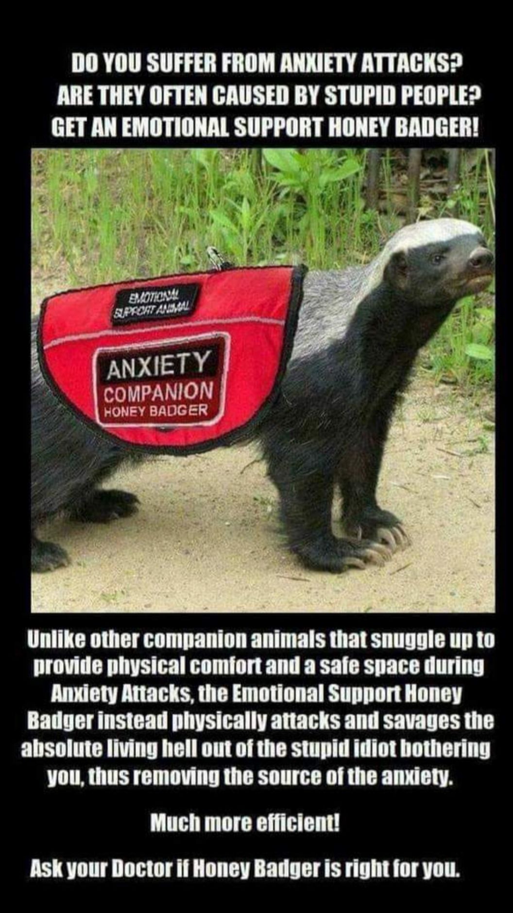 DO YOU SUFFER FROM ANKIETY ATTACKS ARE THEY OFTEN CAUSED BY STUPID PEOPLE E AN MIITIIIIIAI SUPPORT HONEY Bllllilll COMPANION HONEY BADGER Unlike other companion animals that snuggle up to provide physical comfort and a safe space during Anxiety Attacks the Emotional Support Honey Badger instead physically attacks and savages the absolute living hell out of the stupid idiot bothering you thus remov