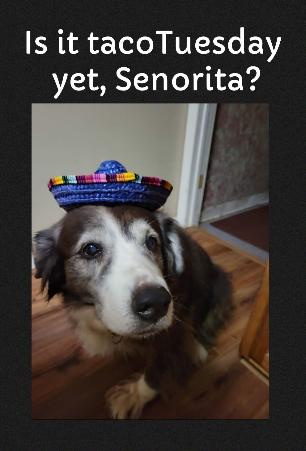 s it tacoTuesday yet Senorita