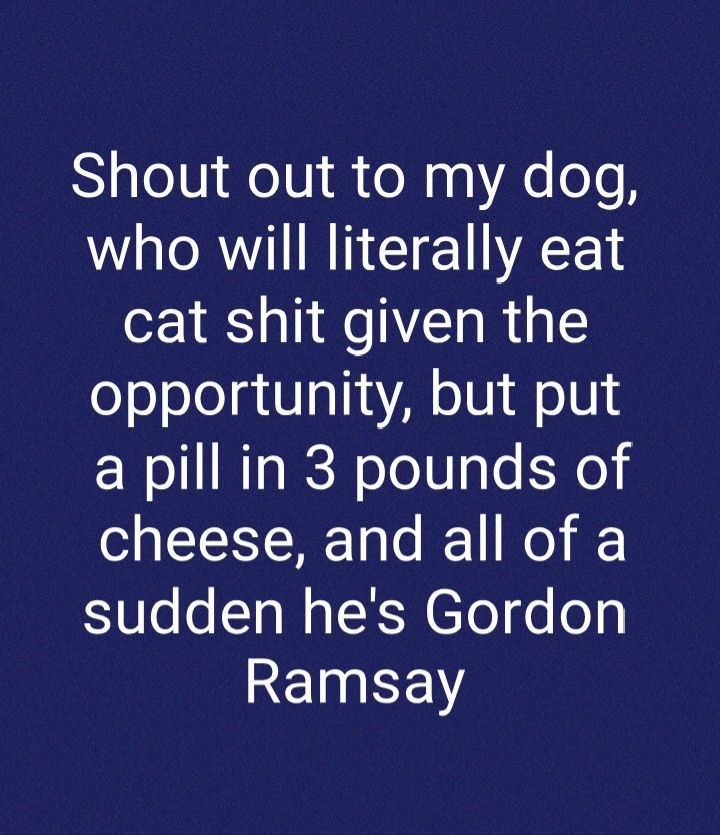 Shout out to my dog who will literally eat cat shit given the opportunity but put a pill in 3 pounds of cheese and all of a sudden hes Gordon E1EYY