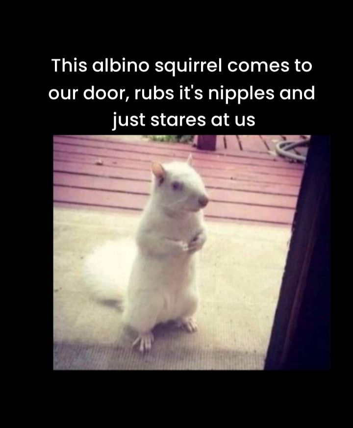 This albino squirrel comes to oIS e T TN V T H1 F pl o ol SF e oLo JFE S5 e E Y1 AVES