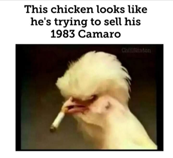 This chicken looks like hes trying to sell his 1983 Camaro