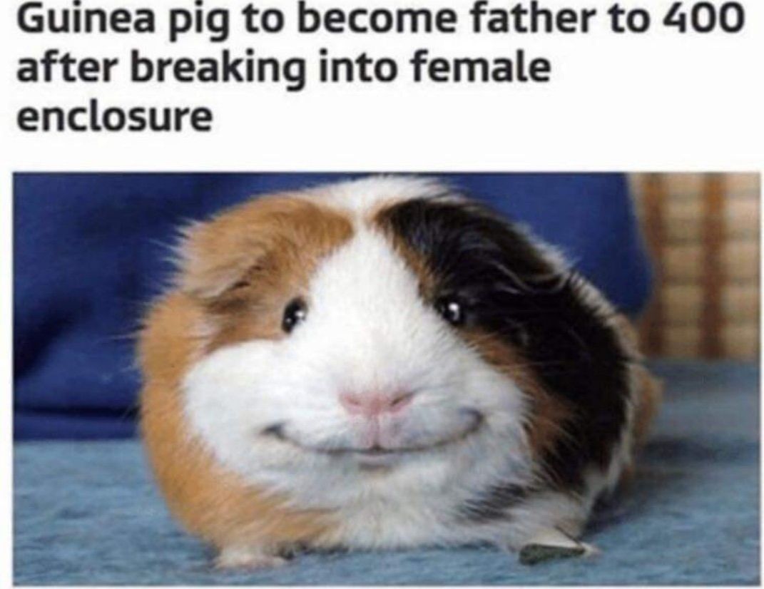 Guinea pig to after breaking into female enclosure