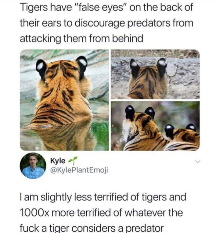 Tigers have false eyes on the back of their ears to discourage predators from attacklng them from behind KylePlantEmoji am slightly less terrified of tigers and 1000x more terrified of whatever the fuck a tiger considers a predator