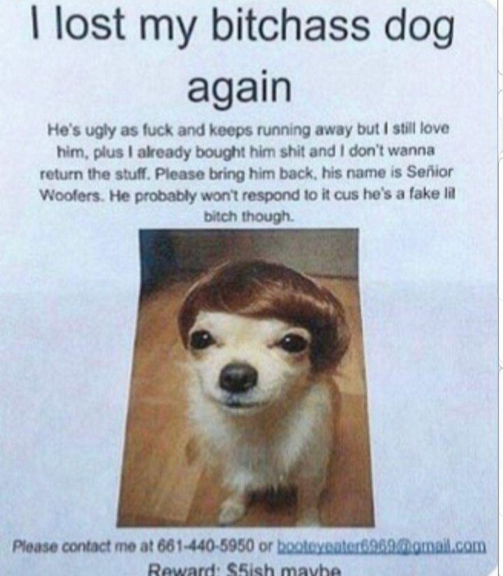 lost my bitchass dog again Hes ugly as fuck and keeps running away but still love him plus already bought him shit and dont wanna return the stuff Please bring him back his name is Sefior Woofers He probably wont respond 10 it cus hes a fake bitch though Please contact me at 661 440 5950 or booleyealer OG0 amalcom Raowardd Riech mavha