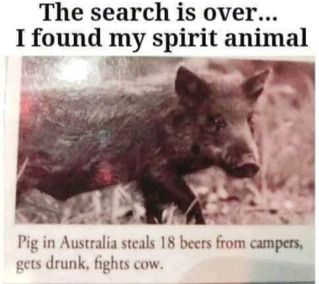 The search is over I found my spirit anlmal L F lg in Australia steals 18 beers from campers gets drunk hghts cow