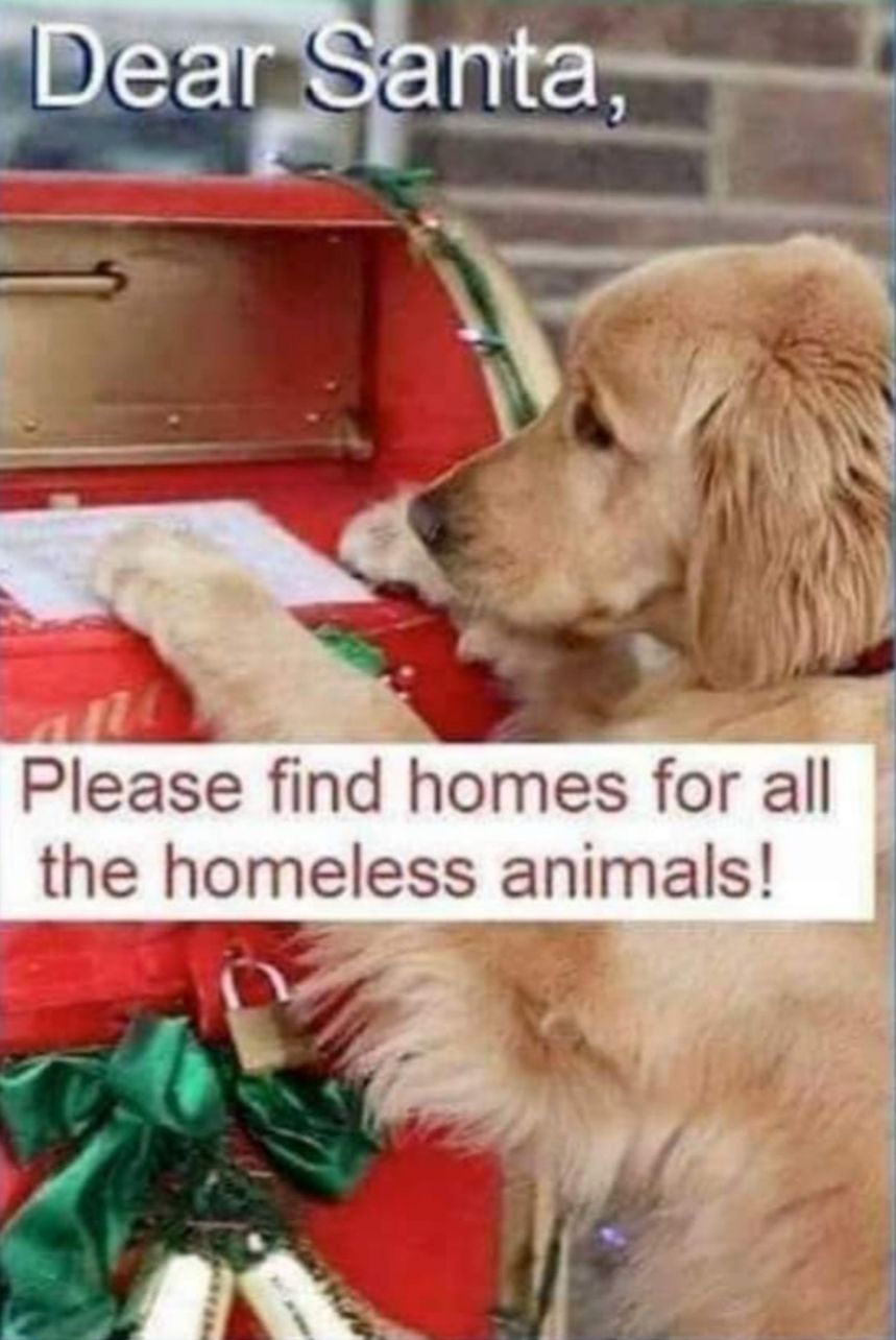 4 18 F A Please find homes for all the homeless animals J W