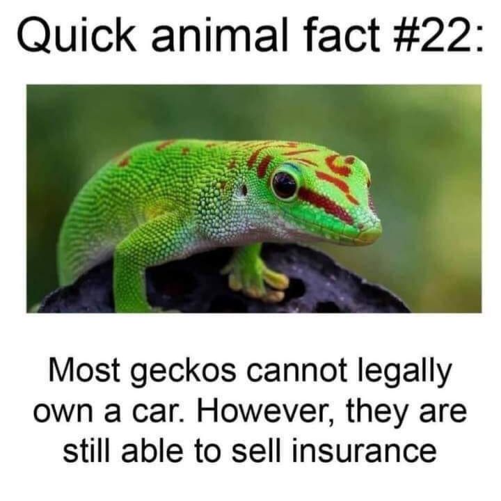 Quick animal fact 22 Most geckos cannot legally own a car However they are still able to sell insurance