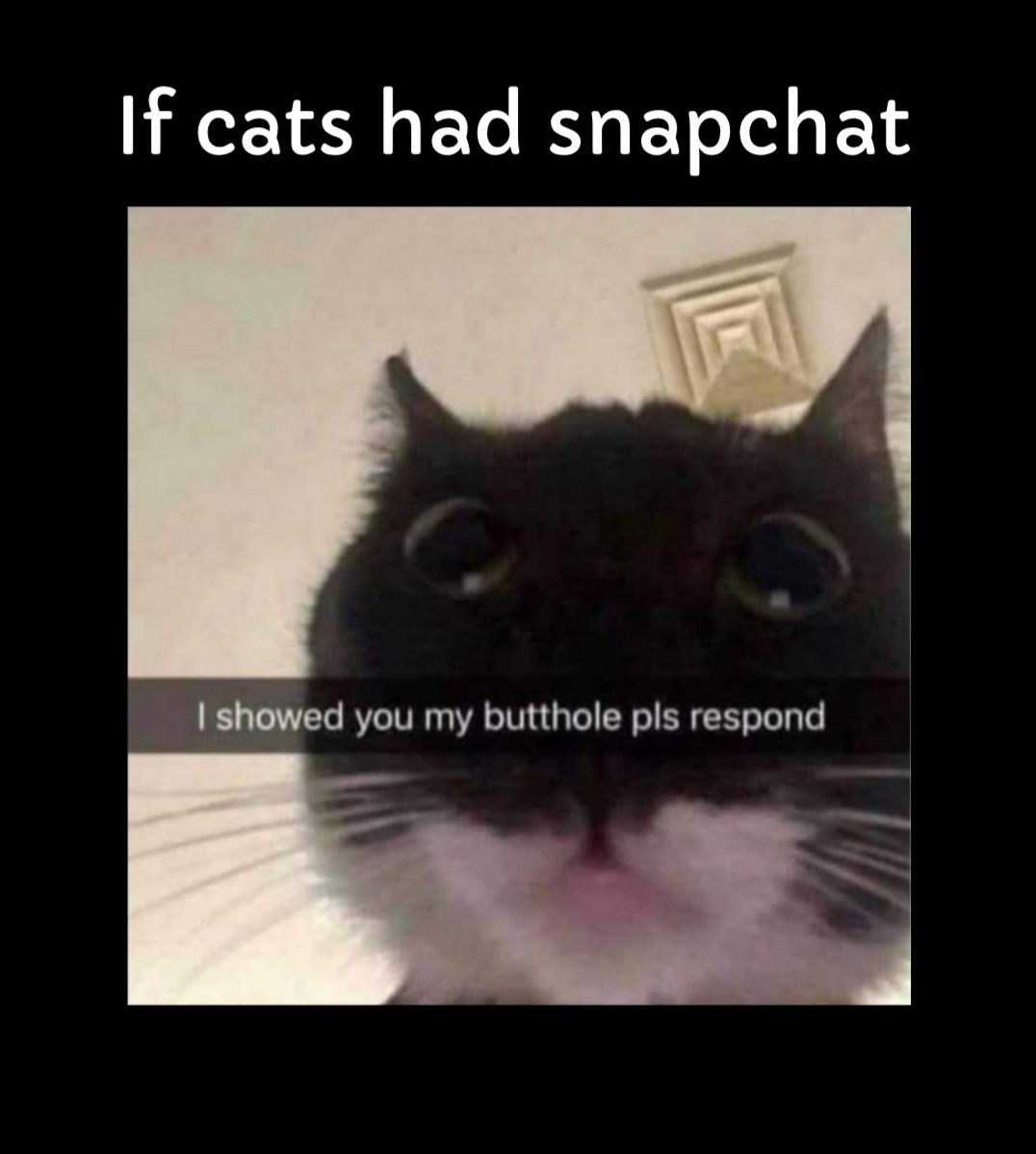 If cats had snapchat showed you my butthole pls respond