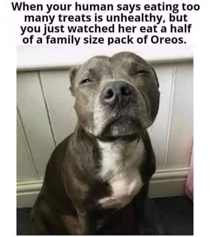 When your human says eating too many treats is unhealthy but you just watched her eat a half of a family size pack of Oreos