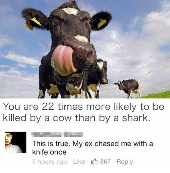 You are 22 times more likely to be killed by a cow than by a shark Ee This is true My ex chased me with a knife once