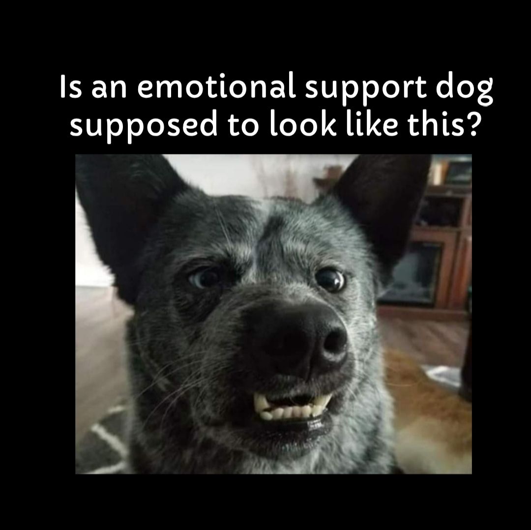 Is an emotional support dog supposed to look like this