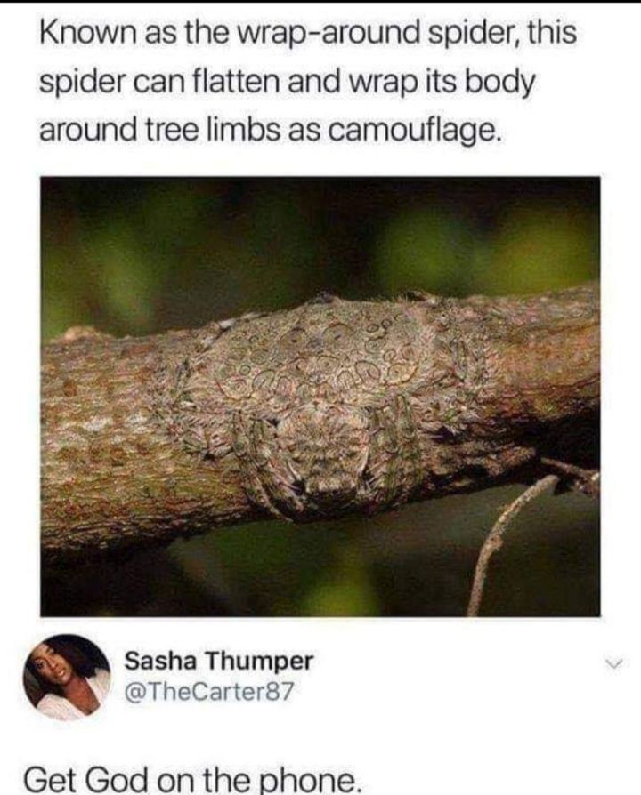 Known as the wrap around spider this spider can flatten and wrap its body around tree limbs as camouflage