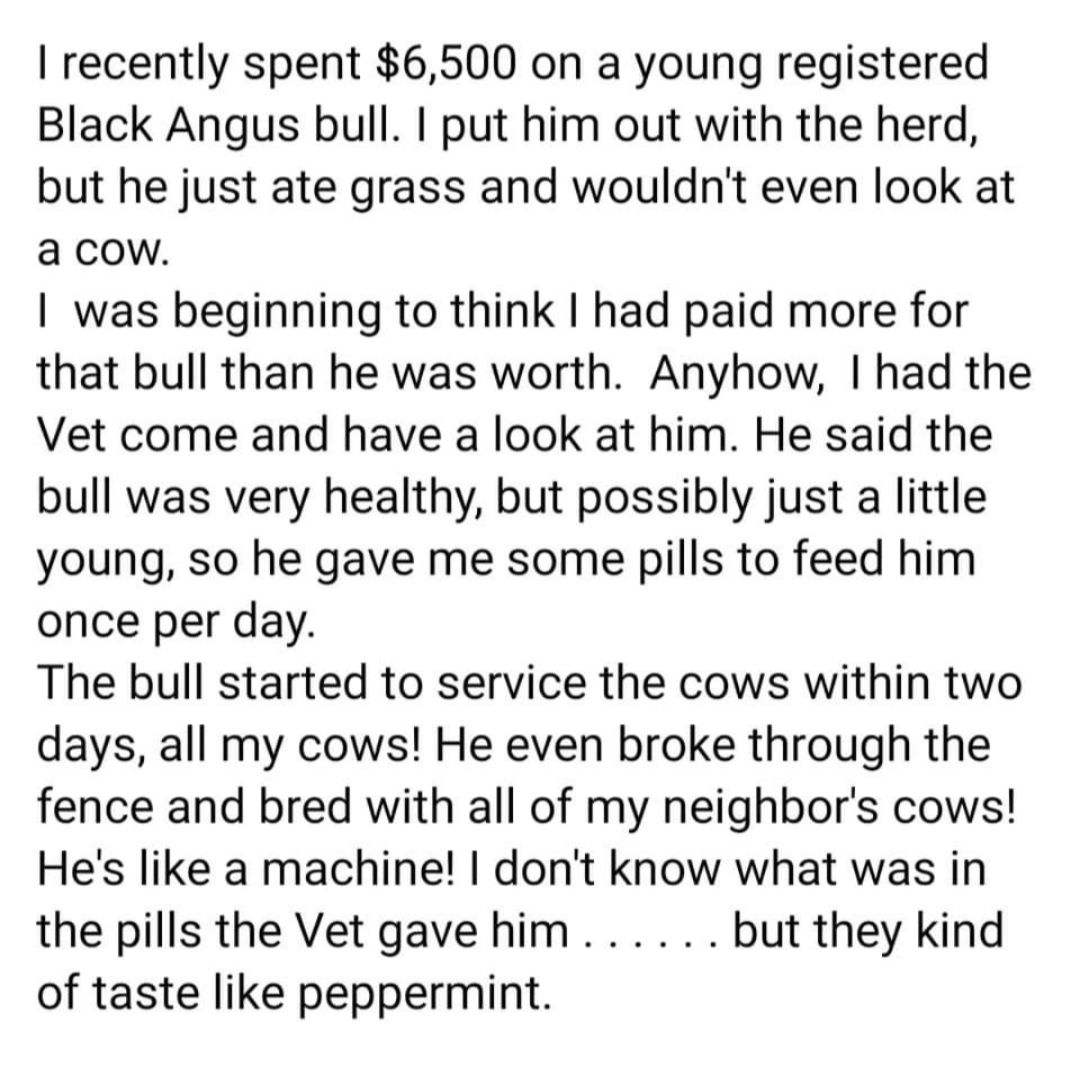 recently spent 6500 on a young registered Black Angus bull put him out with the herd but he just ate grass and wouldnt even look at a cow was beginning to think had paid more for that bull than he was worth Anyhow had the Vet come and have a look at him He said the bull was very healthy but possibly just a little young so he gave me some pills to feed him once per day The bull started to service t