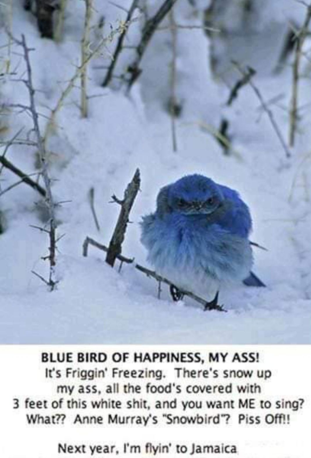 BLUE BIRD OF HAPPINESS MY ASS Its Friggin Freezing Theres snow up my ass all the foods covered with 3 feet of this white shit and you want ME to sing What Anne Murrays Snowbird Piss Offt Next year Im flyin to Jamaica