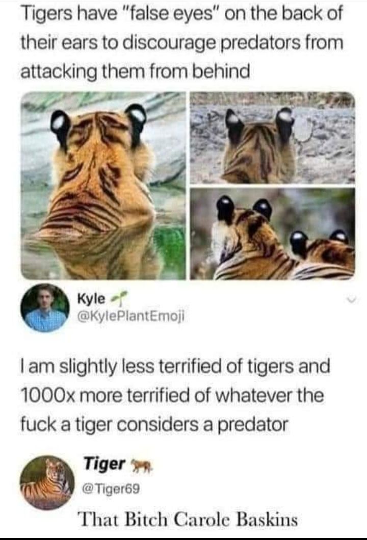 Tigers have false eyes on the back of their ears to discourage predators from Kyle KylePlantEmoji am slightly less terrified of tigers and 1000x more terrified of whatever the fuck a tiger considers a predator Tiger Tiger69 That Bitch Carole Baskins