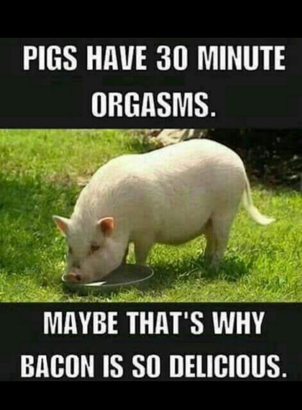 PIGS HAVE 30 MINUTE LN o MAYBE THATS WHY BACON IS SO DELICIOUS