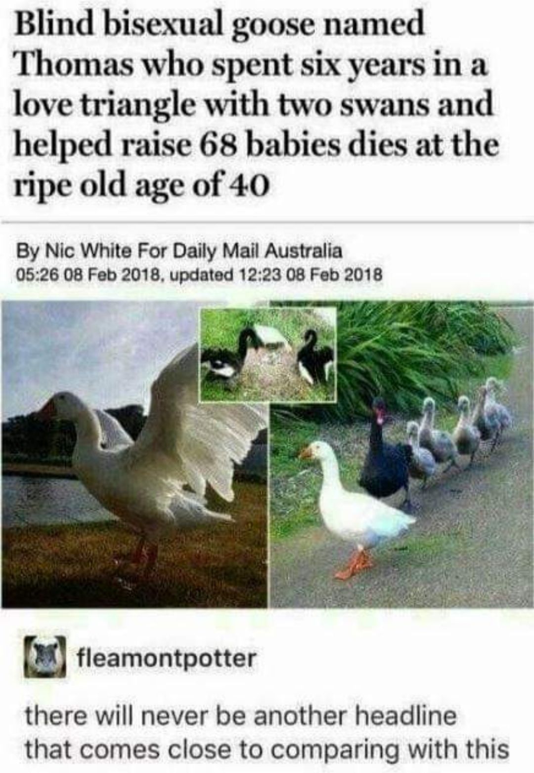 Blind bisexual goose named Thomas who spent six years in a love triangle with two swans and helped raise 68 babies dies at the ripe old age of 40 By Nic White For Daily Mail Australia 0526 08 Feb 2018 updated 1223 08 Feb 2018 i fleamontpotter there will never be another headline that comes close to comparing with this