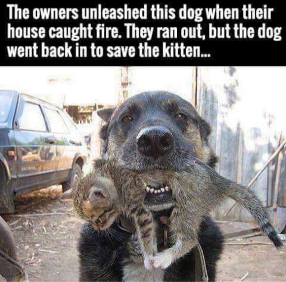 The owners unleashed this dog when their house caught fire They ran out but the dog went back in to save the kitten