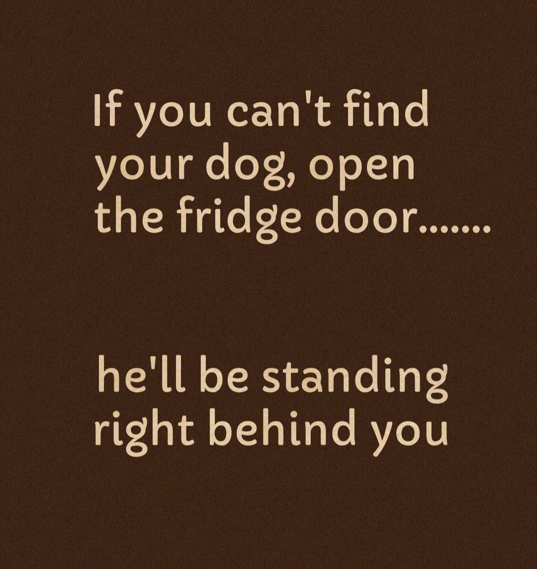 If you cant find your dog open 14 o TR To N oYo JH0ONE hell be standing right behind you