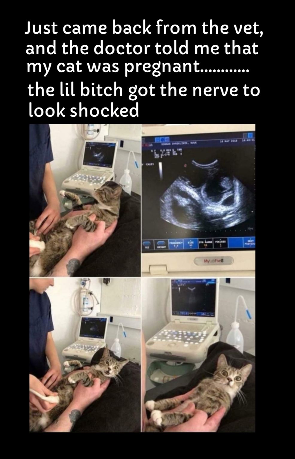 Just came back from the vet and the doctor told me that my cat was pregnant the lil bitch got the nerve to look shocked