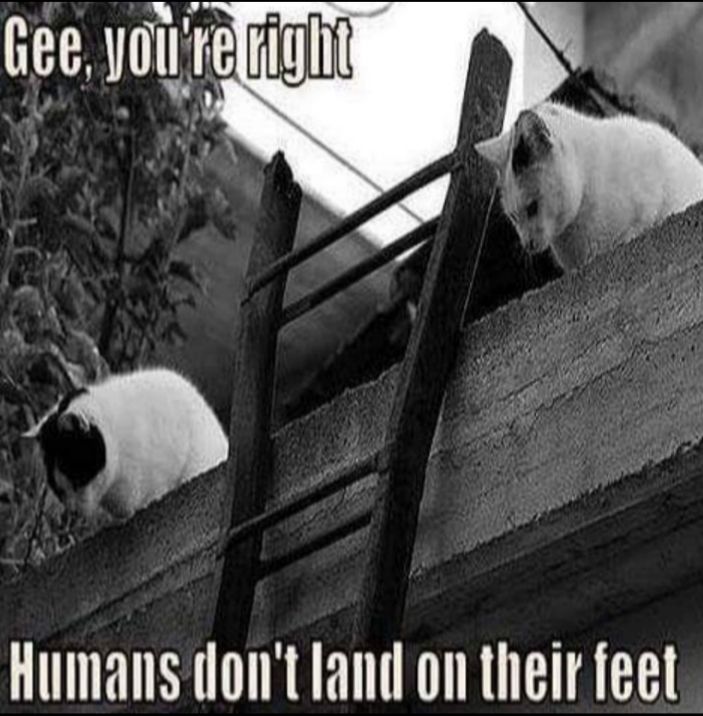 Humans dont land on their feet