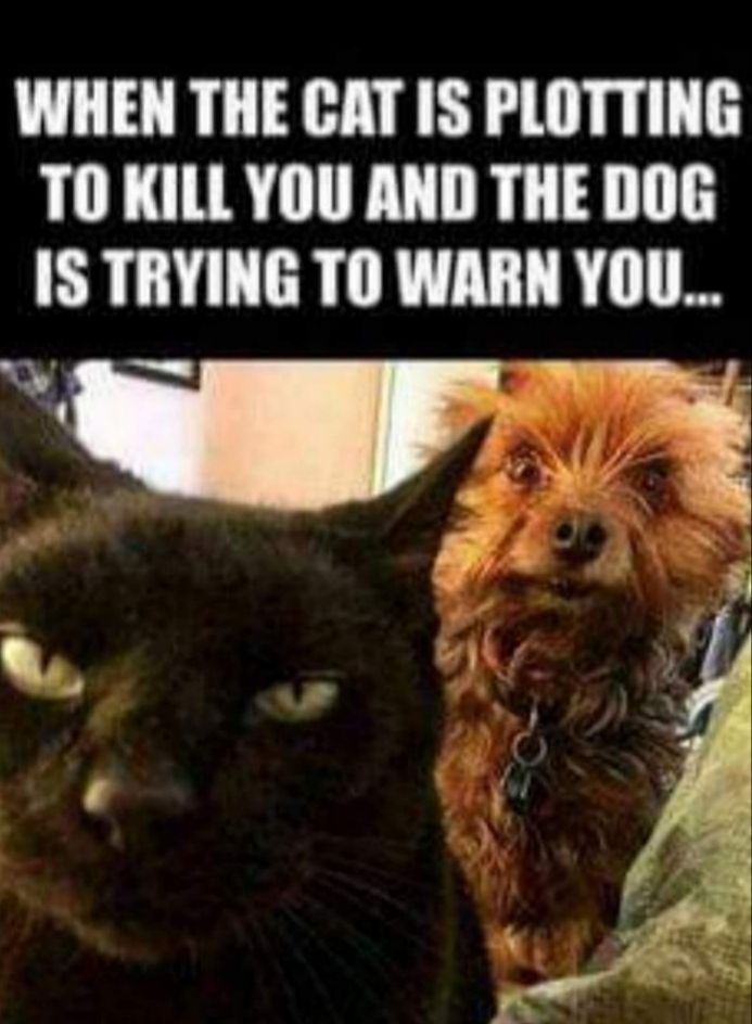 WHEN THE CAT IS PLOTTING TOKILLYOU AND THE DOG IS TRYING TO WARN Y0U R i_ I Sy R _ I N el T F