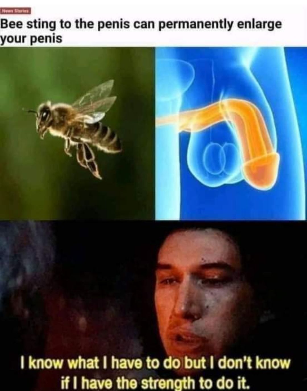 Bee sting to the penis can permanently enlarge G UE AL EVCRC DL TG LR AN R R G R L