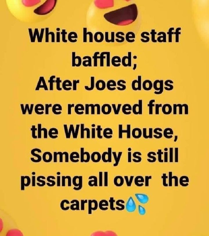 White house staff baffled After Joes dogs were removed from the White House Somebody is still pissing all over the carpets w e