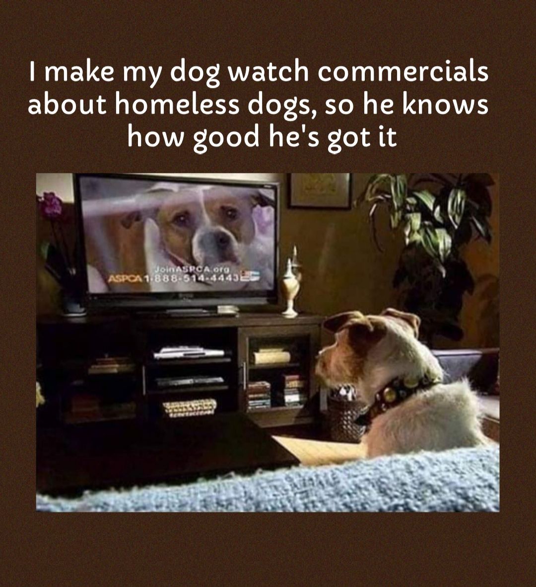 make my dog watch commercials about homeless dogs so he knows TV TeToTe TR TeT AT