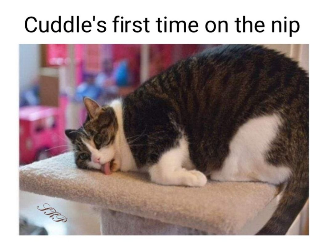 Cuddles first time on the nip L a