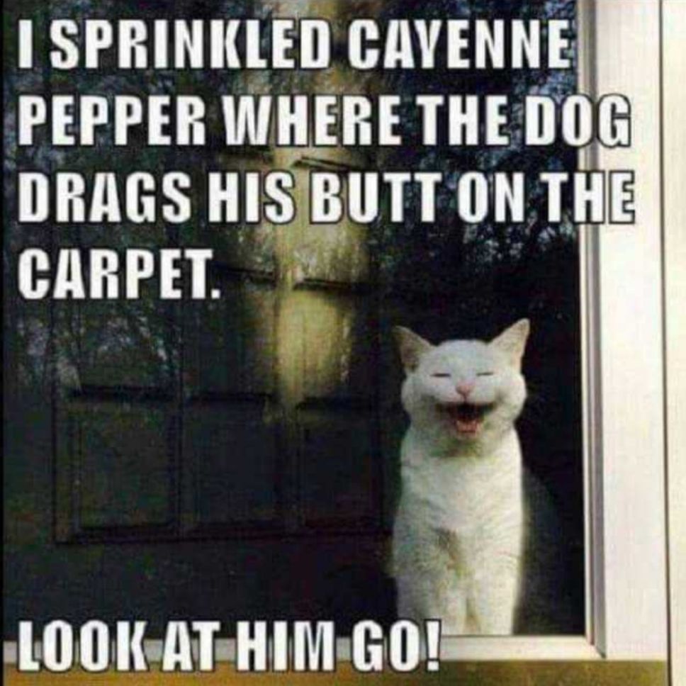 SPRINKLED CAVENNE PEPPER WHERE THE Do DRAGS HISIBUTT 1 TH WITT